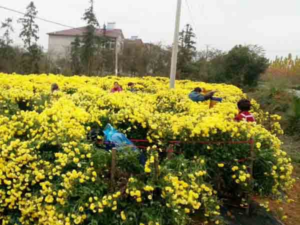 菊花采摘（zhāi）