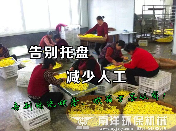 菊（jú）花烘幹（gàn）