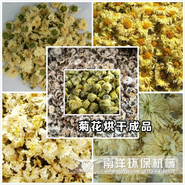 菊花烘（hōng）幹成品效果