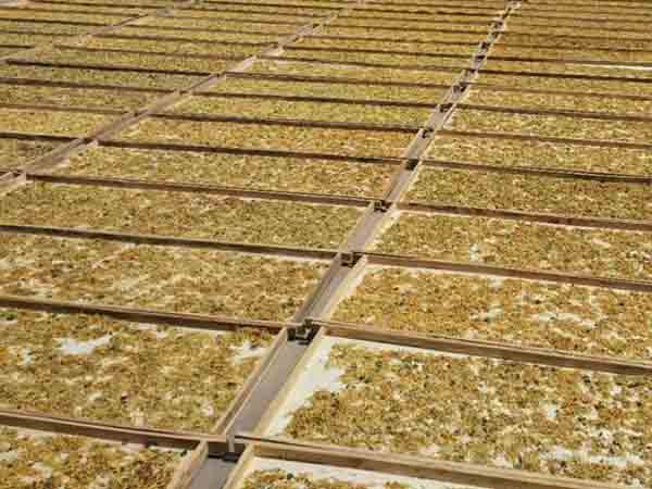 人工晾曬金銀（yín）花