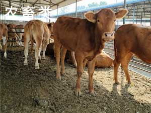 農畜業（yè）烘幹（gàn）解決方案