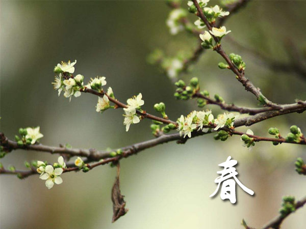 春天